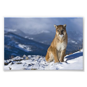 Tirage photo de lion de montagne