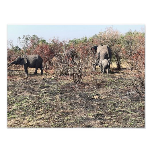 Tirage photo d'éléphant d'Afrique (Devant)