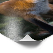 Tirage photo Renard Rouge (Coin)