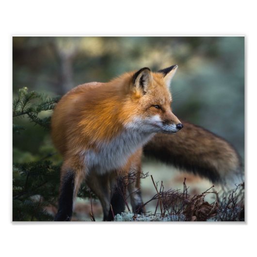 Tirage photo Renard Rouge (Devant)