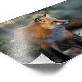 Tirage photo Renard Rouge (Coin)