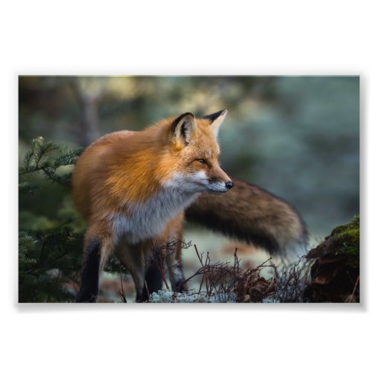 Tirage photo Renard Rouge (Devant)