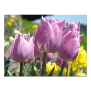 Tirages d'art de photographie de nature Fleurs de