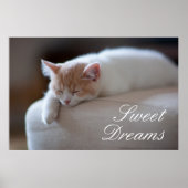 Tired beige en White Kitten Poster (Voorkant)