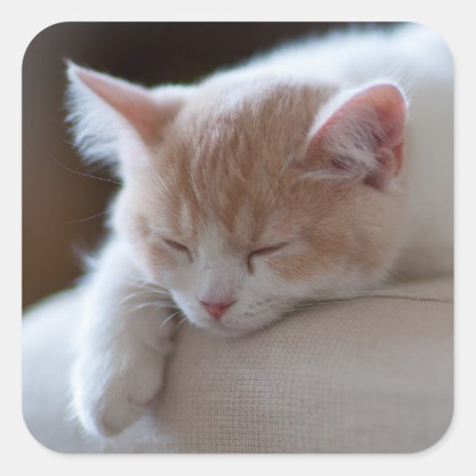 Tired beige en White Kitten Vierkante Sticker (Voorkant)
