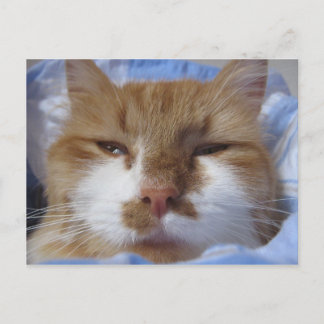 Tired Cat Briefkaart