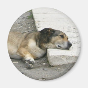 Tired Dog magnet, pas aan Magneet