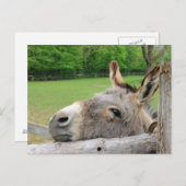 Tired donkey briefkaart (Voorkant / Achterkant)