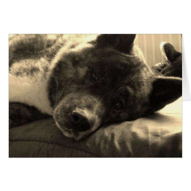 Tired Inca (Voorkant Horizontaal)