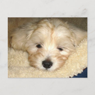 Tired Puppy Briefkaart