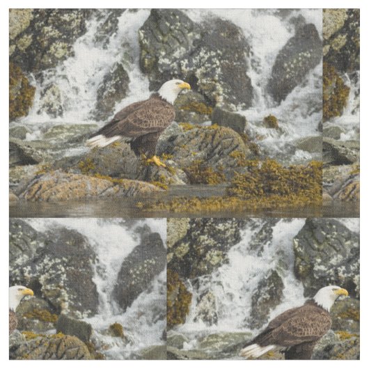 Tissu Aigle à tête blanche (Fermer)