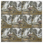 Tissu Aigle à tête blanche (Échantillon)