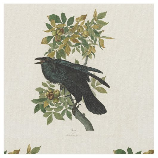 Tissu Audubon Raven Oiseau classique (Fermer)