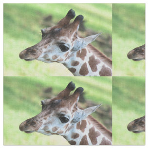 Tissu Baby girafe
