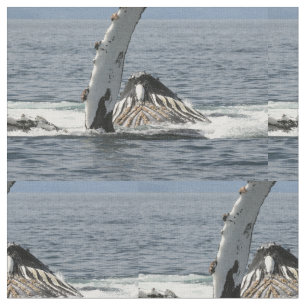 Tissu Baleine de bosse