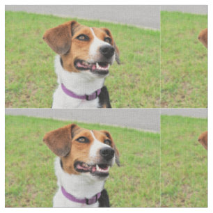 Tissu Beagle