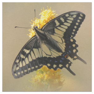 Tissu Beau papillon anis Swallowtail au soleil