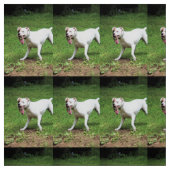 Tissu Boxer (Échantillon)