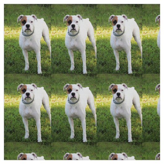 Tissu Boxer (Échantillon)