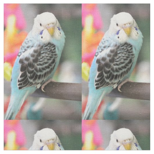 Tissu Budgie (Fermer)