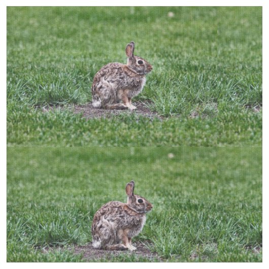 Tissu Bunny Hoppy (Fermer)