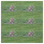 Tissu Bunny Hoppy (Échantillon)