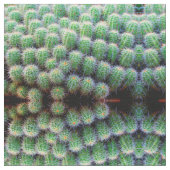 Tissu cactus à baril vert (Fermer)