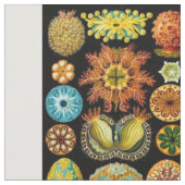 Tissu carte des créatures marines (Fermer)