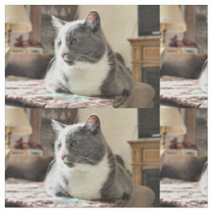 Tissu Cat