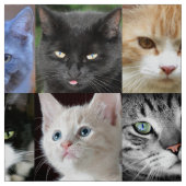 Tissu Cat Façade Collage Couture Fabric de l'artisanat (Échantillon)