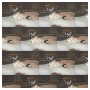 Tissu Chat siamois élégant