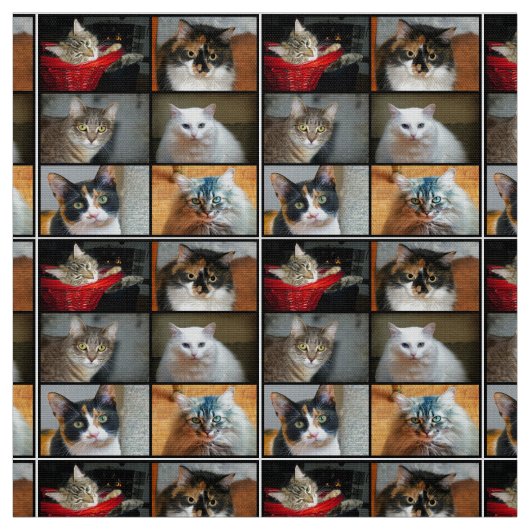 Tissu Chats Chats Chats (Échantillon)