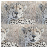 Tissu Cheetah Portrait (Fermer)