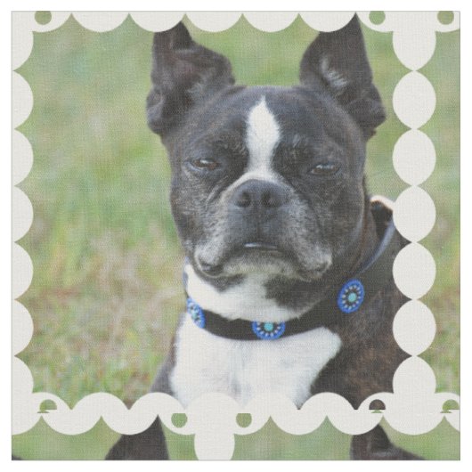 Tissu Chien classique de Boston Terrier (Fermer)