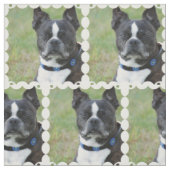 Tissu Chien classique de Boston Terrier (Échantillon)