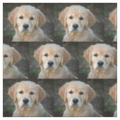 Tissu Chiot Golden Retriever (Échantillon)