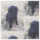 Tissu Chiot noir de labrador retriever (Fermer)