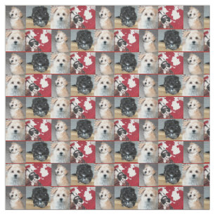 Tissu Chiots de délivrance de Havanese