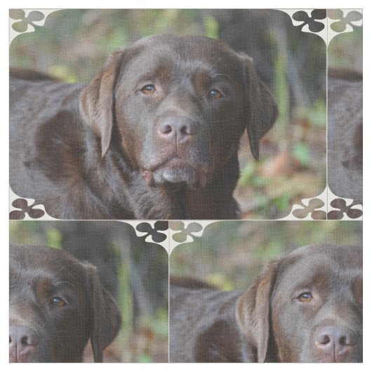 Tissu Chocolat adorable labrador retriever (Fermer)
