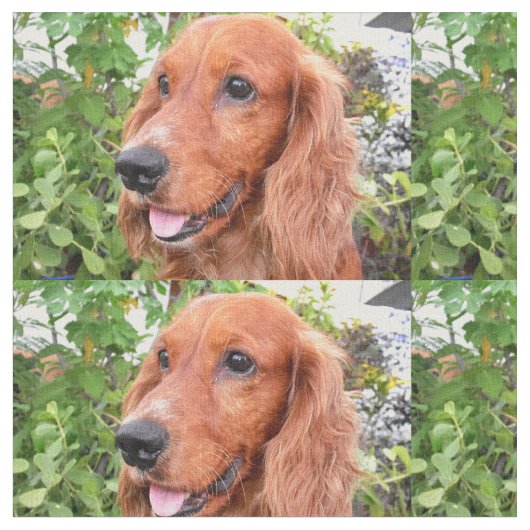 Tissu cocker-spaniel-.png rouge (Fermer)