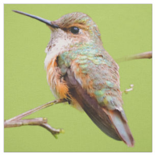 Tissu Colibri roux assis en Californie Lilac