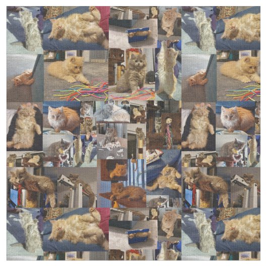 Tissu Collage de photos de chatons, (Fermer)