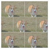 Tissu Corgi heureux (Échantillon)