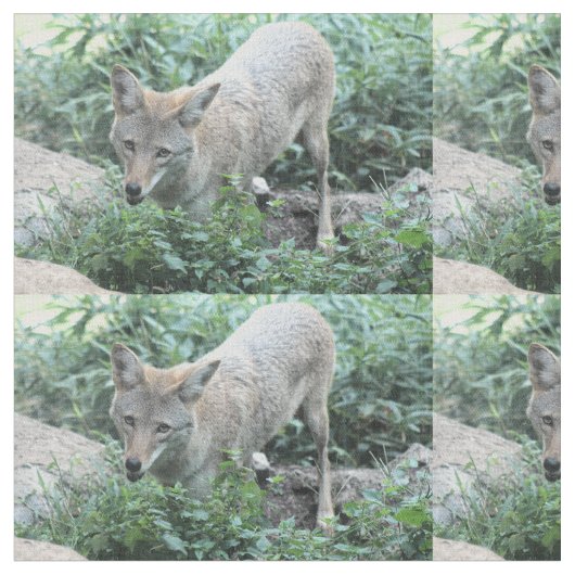 Tissu Coyote (Fermer)