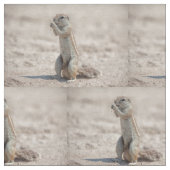 Tissu Cuisine sqirrel (Fermer)