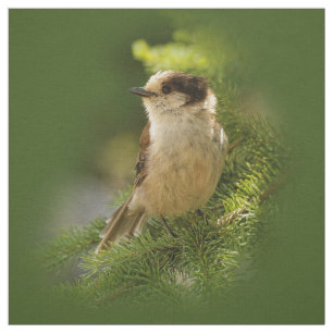 Tissu Cute gris du Canada / Grey Jay / Whiskeyjack