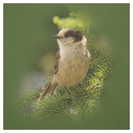 Tissu Cute gris du Canada / Grey Jay / Whiskeyjack (Échantillon)