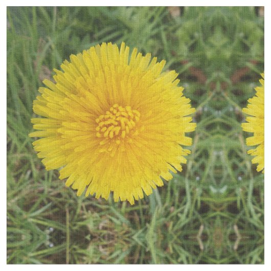 Tissu Dandelion Fabric (Fermer)