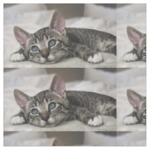 Tissu de chat !