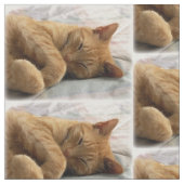 Tissu de chats couchés (Fermer)